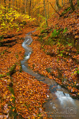 Lynn Hollow on the Ozark Highlands Trail
