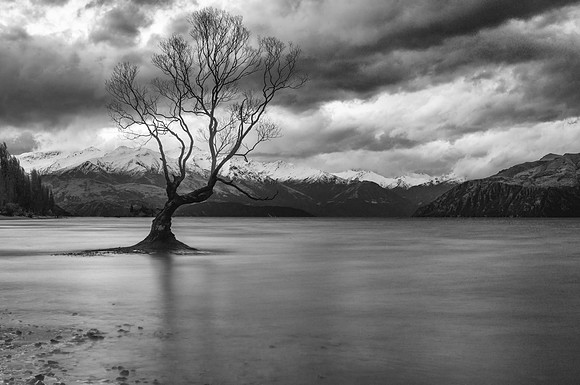 2024-08-28WanakaTreeBWWeb