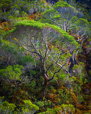 2025-05-31PatagoniaTreeWeb