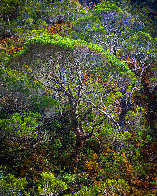 2025-05-31PatagoniaTreeWeb