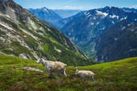 2025-07-12_North_Cascades_NPNorthCascadesGoatsWeb