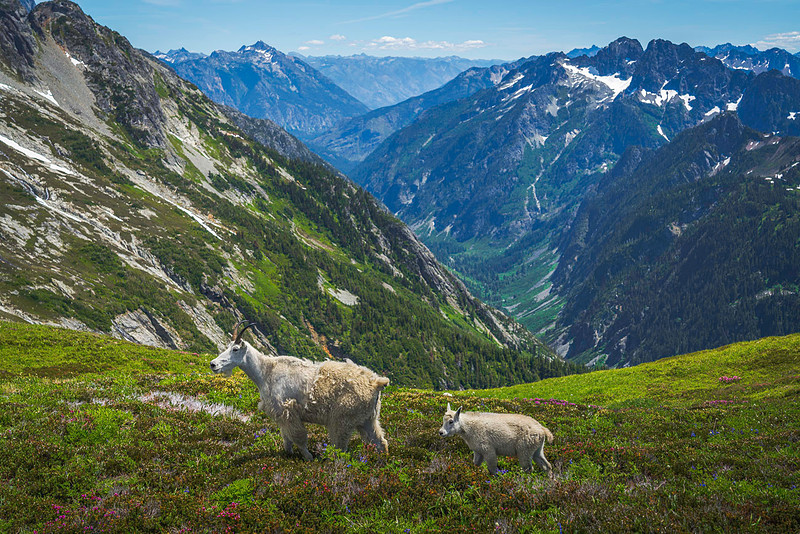 2025-07-12_North_Cascades_NPNorthCascadesGoatsWeb