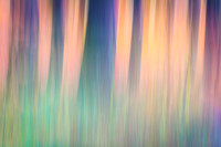 2025-10-19WenatcheeForestAbstract