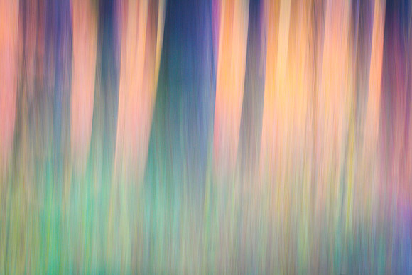 2025-10-19WenatcheeForestAbstract