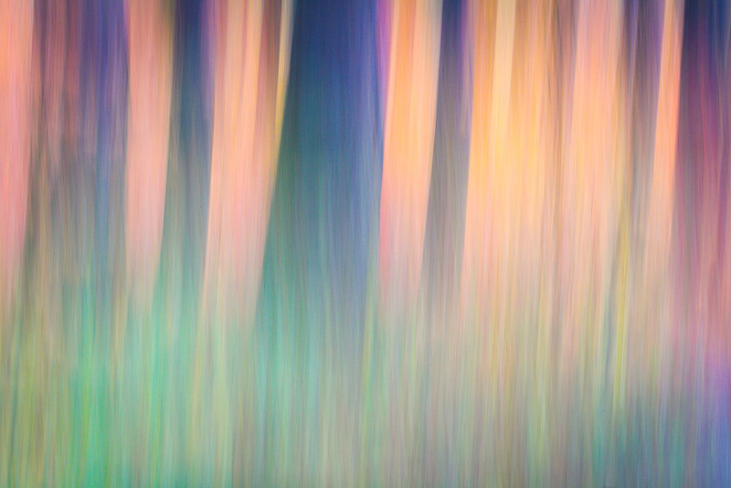 2025-10-19WenatcheeForestAbstract