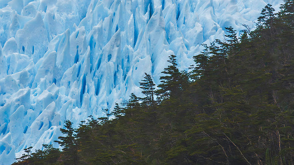 2025-05-29PatagoniaGlacierForestWeb