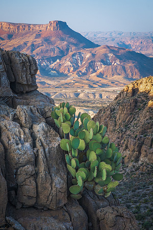 BigBendCactusWeb