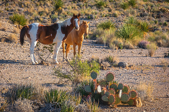 BigBendHorsesWeb