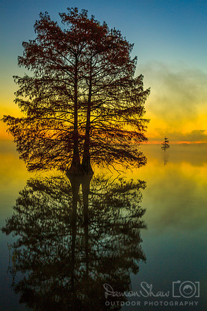 Cypress tree at Harris Brake Lake