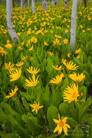 CoultonCreekFlowersWeb