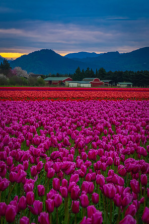 Skagit Valley Tulip Farm