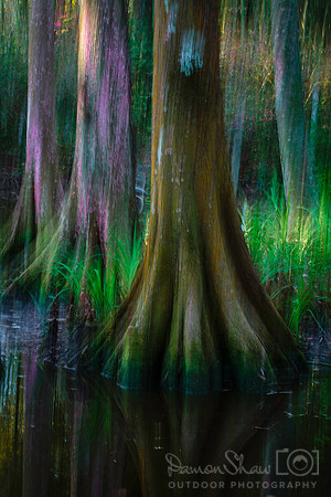 Swamp Swipe