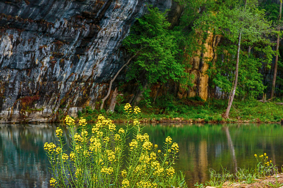 Flowers on the Buffalo River