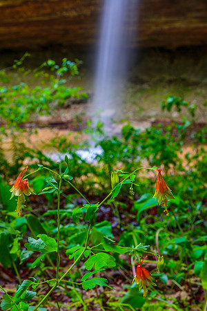 Red Columbines