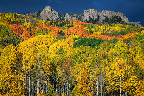 Kebler Pass Aspens