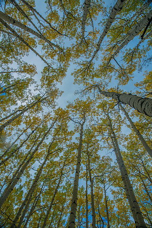 aspen canopy
