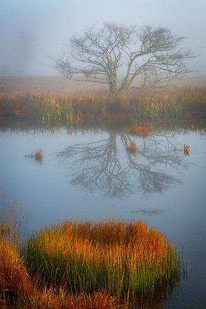 Lone Tree & Pond
