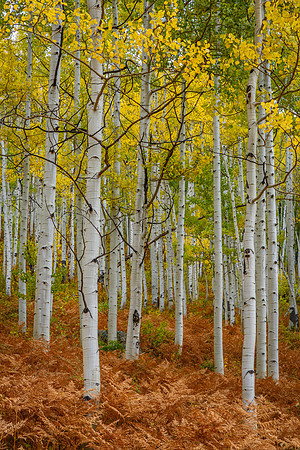 Vibrant Forest