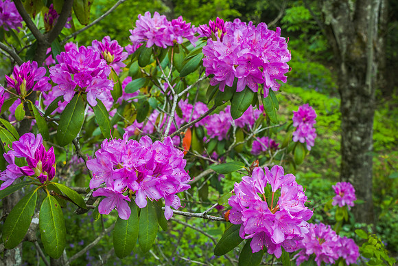 SwagRhodiesWeb