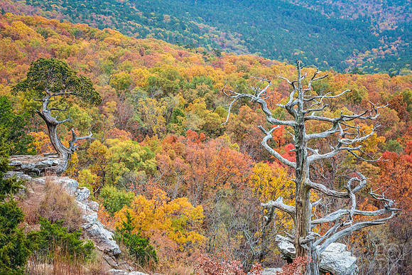 Mount Magazine Skeleton Tree in November