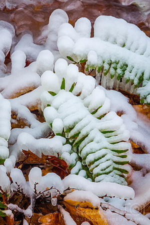 Icy Ferns
