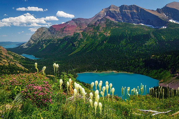 Grinnel Lake Beargrass
