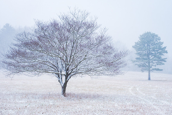 Snowy Field in Newton County