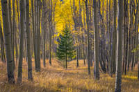 Forest Photography