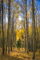 Dare To Be Different (Vertical)