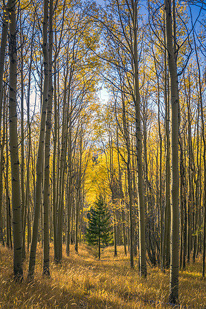 Dare To Be Different (Vertical)