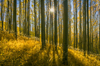 SantaFeGoldenForest