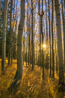 SantaFeSunstarForestVert