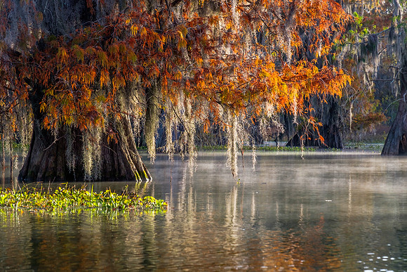 LakeMartinCypress