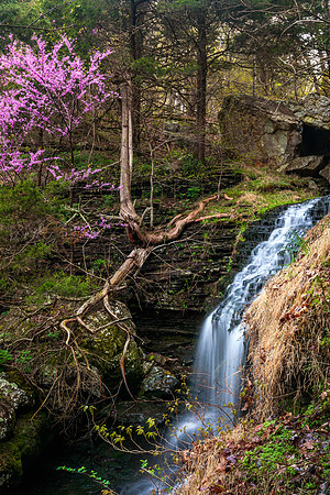 Devils Canyon Redbud