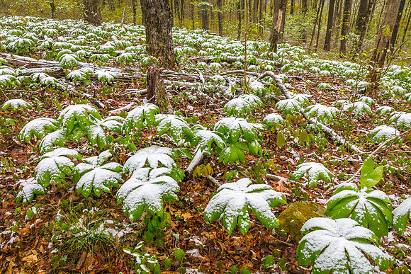 CloudlandMayappleSnowWeb