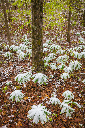 CloudlandMayappleSnowVert