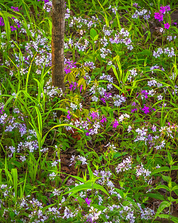 HareMtnPhlox4x5