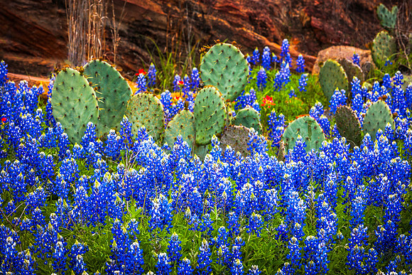 CactusBluebonnets2024