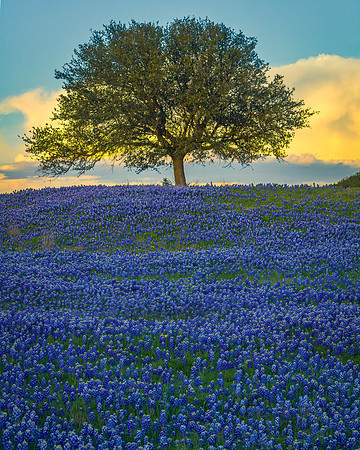 BendTXTree