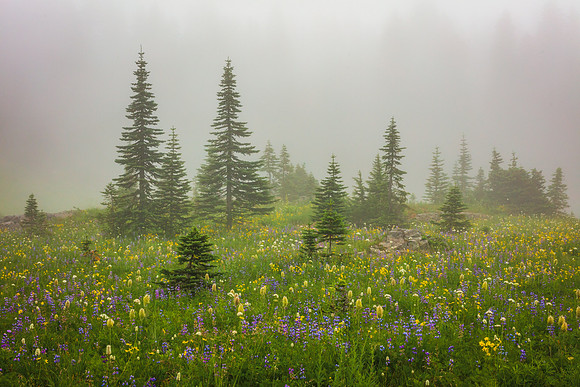 TipsooFlowersFogWeb