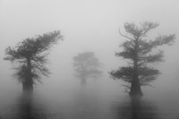 Three Trees at Caddo Lake