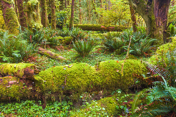 SamsRiverLoopForestWeb