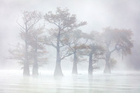Foggy Trees at Caddo Lake