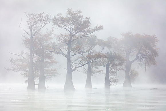 Foggy Trees at Caddo Lake