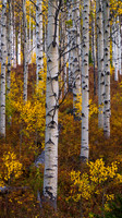 2024-09-24PineyRiverRanchAspensWeb
