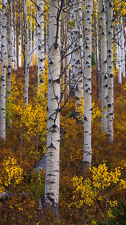 2024-09-24PineyRiverRanchAspensWeb
