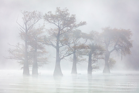 Foggy Trees at Caddo Lake