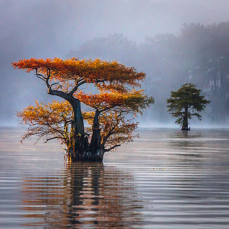 Caddo Lake Color
