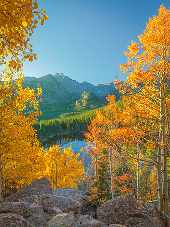 Bear Lake Aspens at Rocky Mountain National Park.