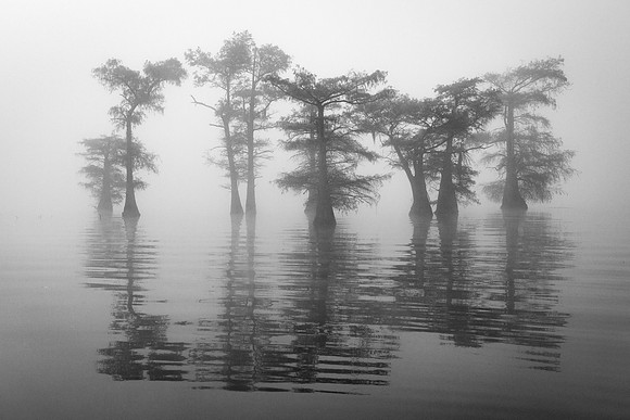 Nine Trees at Caddo Lake